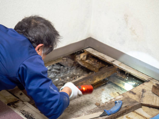 Best Attic Mold Remediation in Kamiah, ID