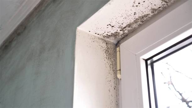 Best Residential Mold Remediation in Kamiah, ID