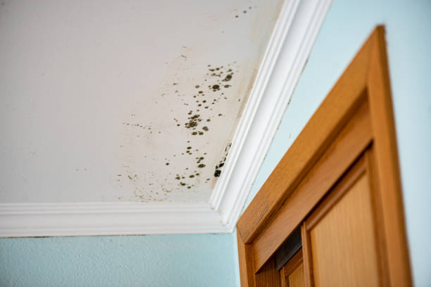 Best Emergency Mold Remediation in Kamiah, ID