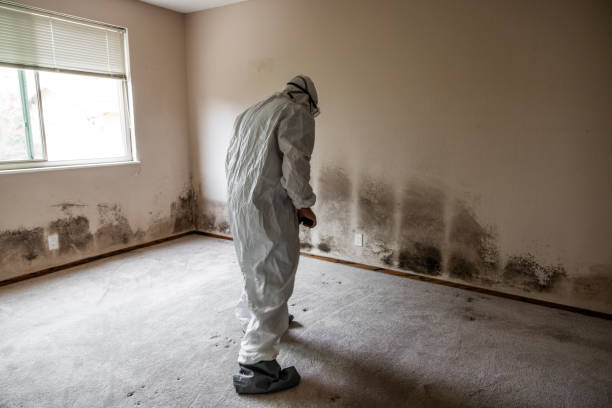 Best Basement Mold Remediation in Kamiah, ID
